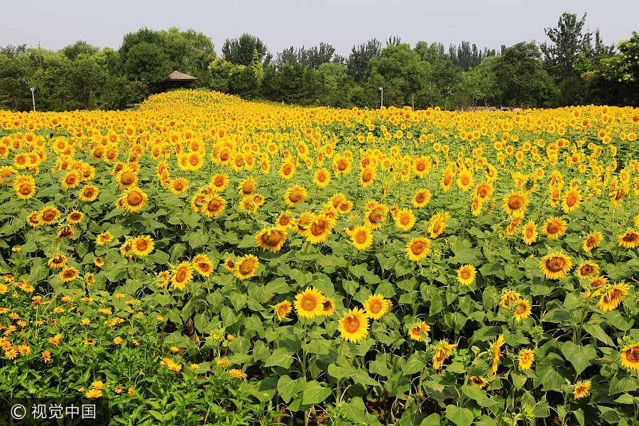 Sunflower blossoms at Olympic Forest Park in Beijing