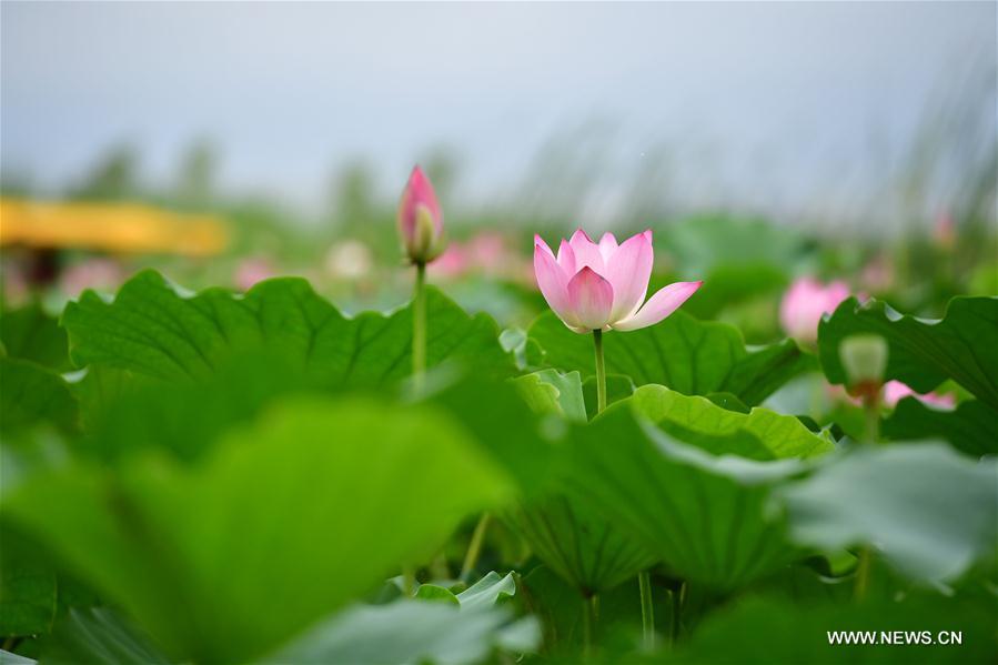 Sea of lotuses in C China's Henan