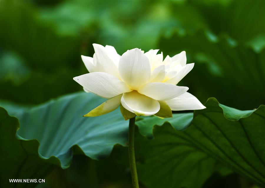 Lotus flowers enter full-blossom period in Daming Lake of Jinan