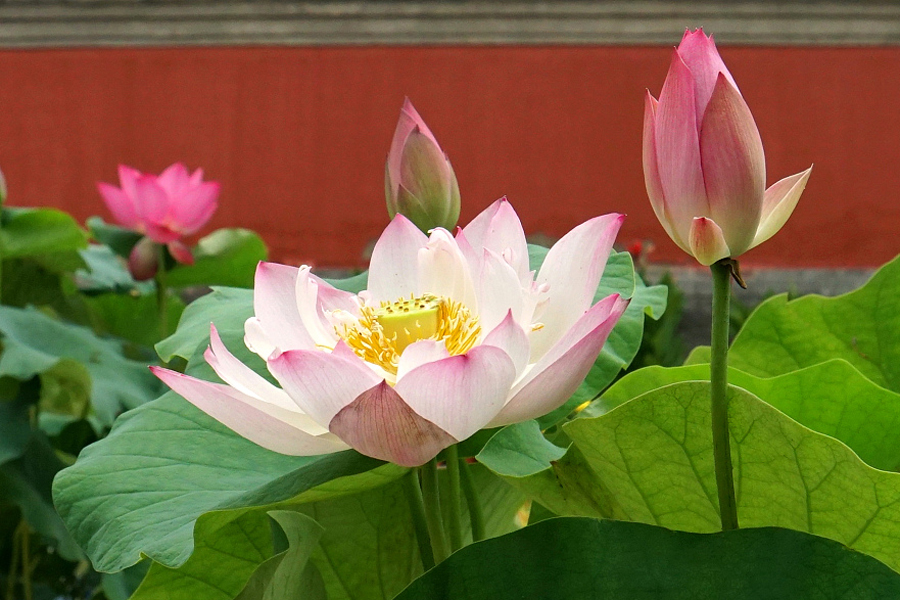 Lotus flowers in bloom in Yuanmingyuan