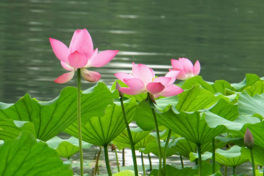 Lotus flowers in bloom in Yuanmingyuan