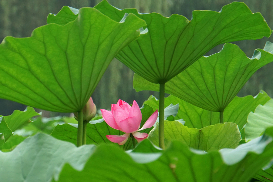 Lotus flowers in bloom in Yuanmingyuan