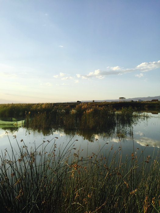 Natural beauty of Gaojiahu wetland in Xinjiang's summer