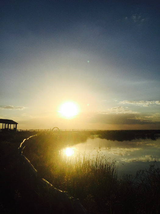 Natural beauty of Gaojiahu wetland in Xinjiang's summer