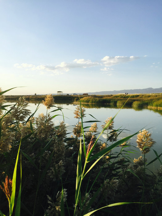 Natural beauty of Gaojiahu wetland in Xinjiang's summer