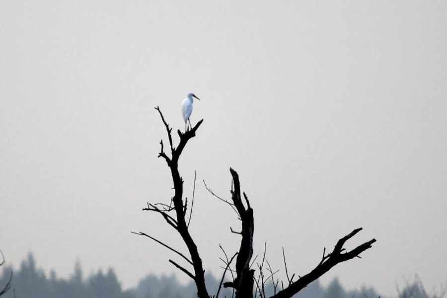 Jingyuetan, a paradise for wildlife