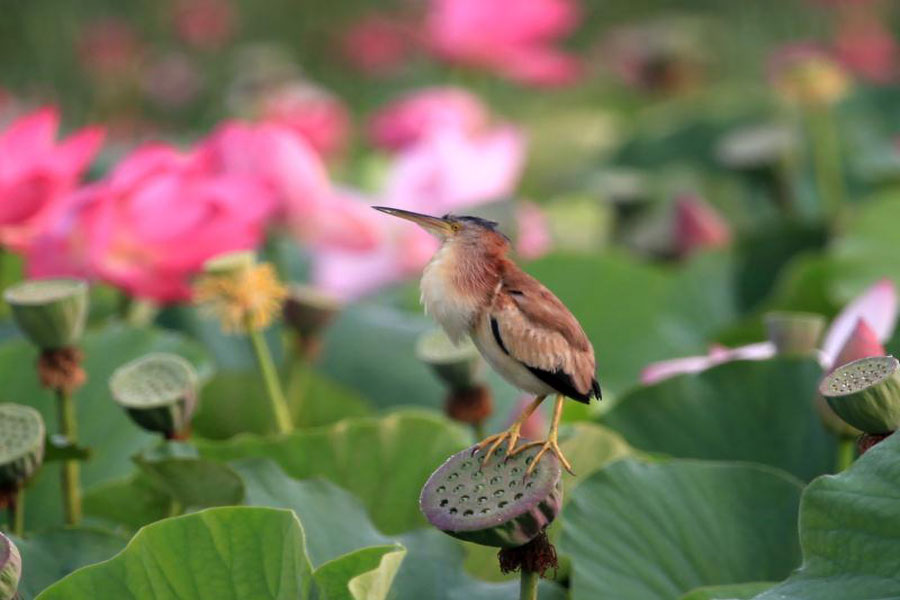 Jingyuetan, a paradise for wildlife