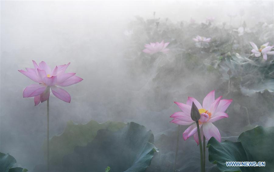 Lotus flowers amid morning mist