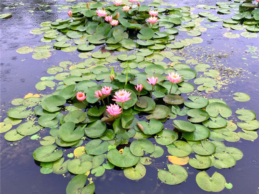 Baiyangdian Lake embraces most beautiful season in Hebei