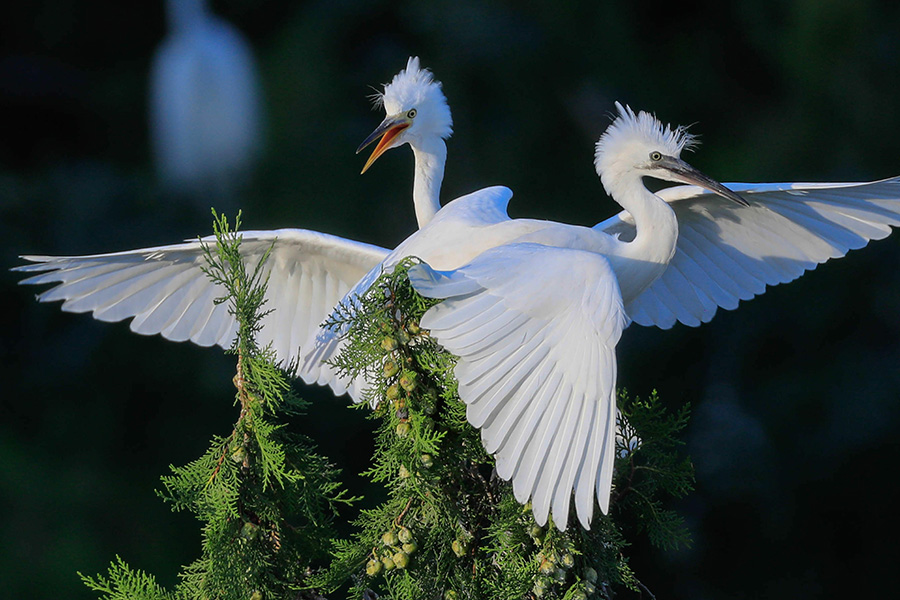 Egrets enjoy early autumn in Jiangsu