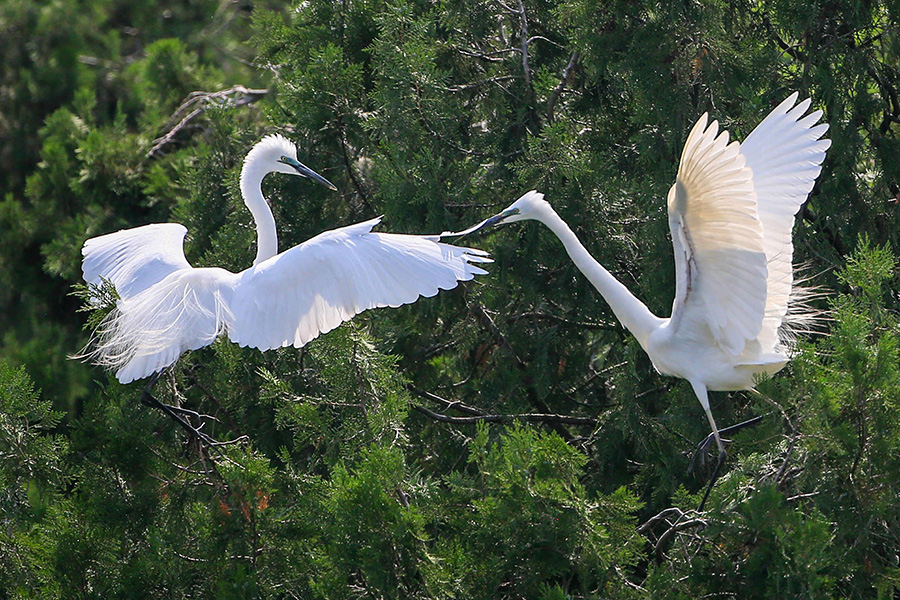 Egrets enjoy early autumn in Jiangsu