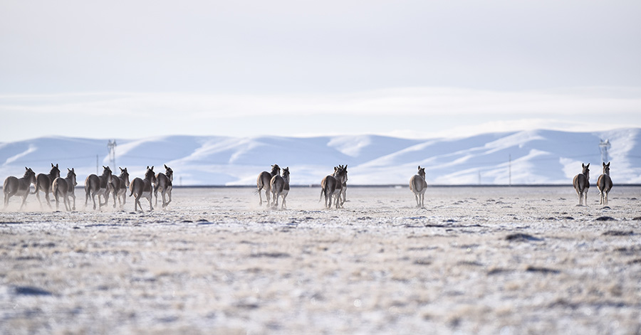 Wanderings in the wild, wild west