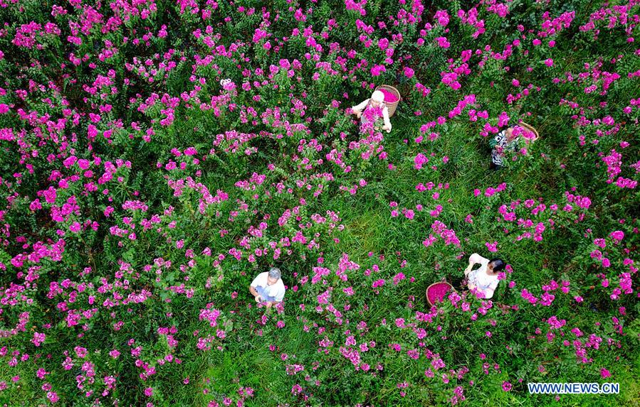 Flower plantation helps farmers increase income in China's Sichuan
