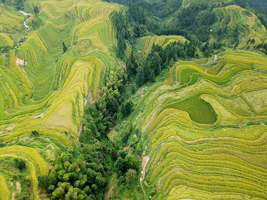 Aerial view of golden Jiabang rice terraces, Guizhou province