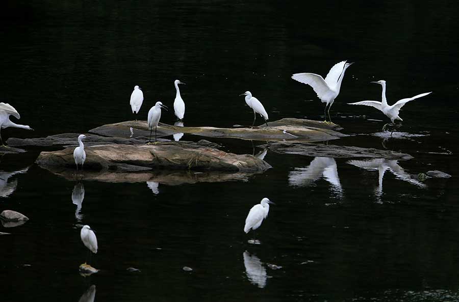 Egrets seen near Xinanjiang River in Anhui