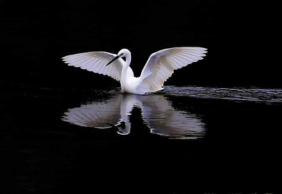 Egrets seen near Xinanjiang River in Anhui