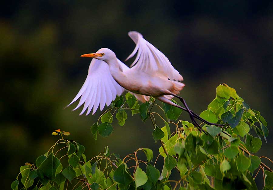 Egrets seen near Xinanjiang River in Anhui