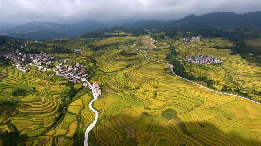 Aerial view of paddy fields in SW China's Guizhou