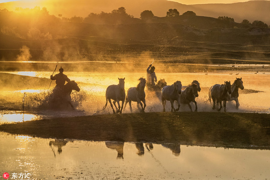 Prancing horses captured in Inner Mongolia