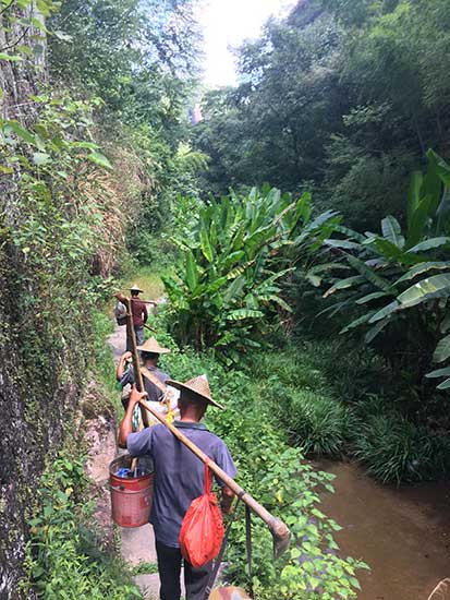 Black tea's journey from the mountains of Fujian