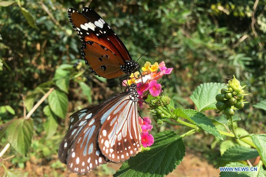 Butterflies in amazing colors seen in E China's Shandong