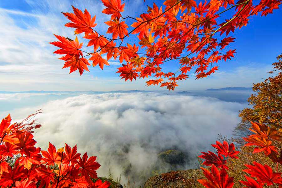 Beautiful maple leaves in Benxi