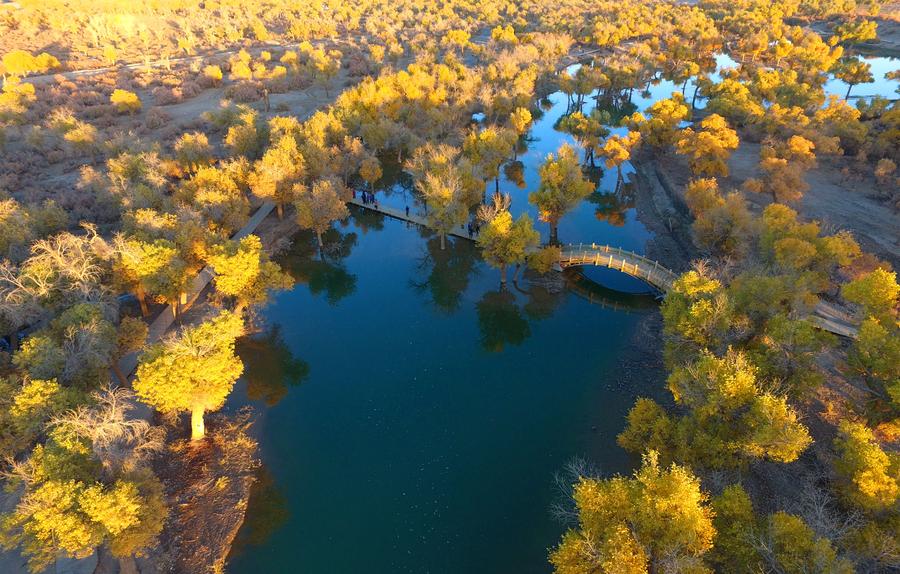 Populus euphratica seen in Inner Mongolia