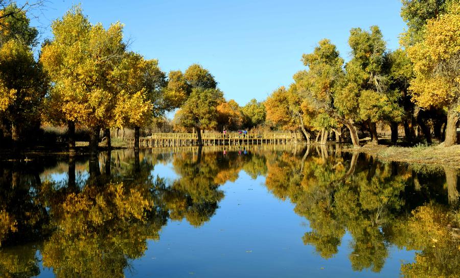 Populus euphratica seen in Inner Mongolia