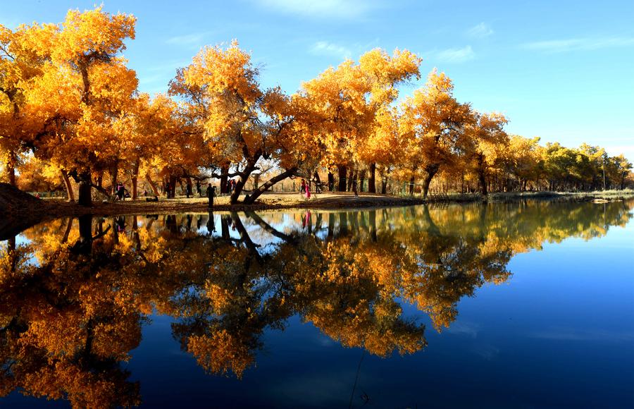 Populus euphratica seen in Inner Mongolia