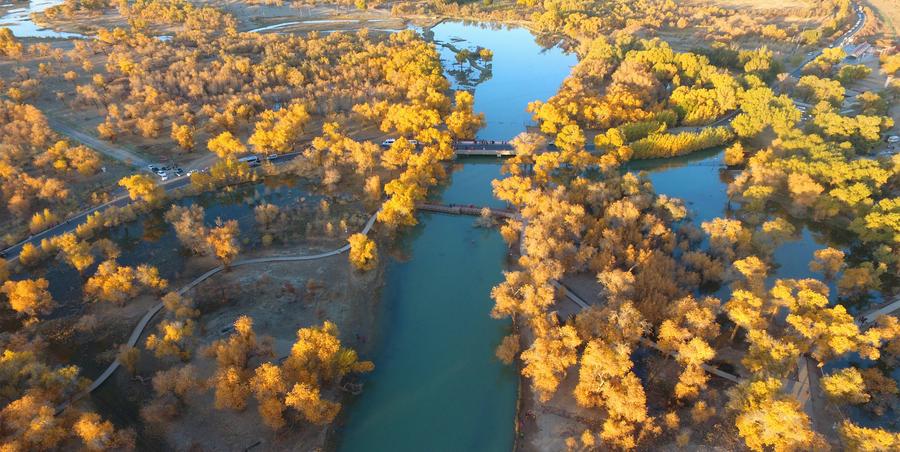 Populus euphratica seen in Inner Mongolia