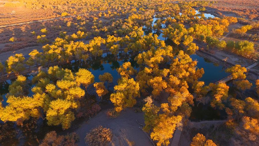 Populus euphratica seen in Inner Mongolia