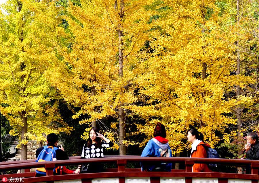 Beijing embraces vibrant colors of autumn
