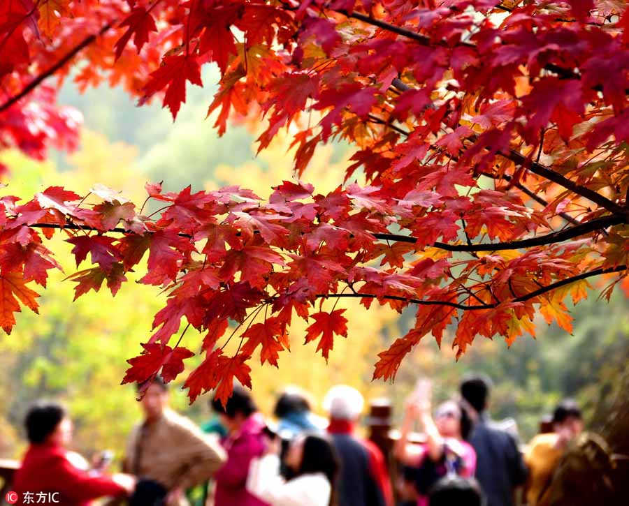 Beijing embraces vibrant colors of autumn