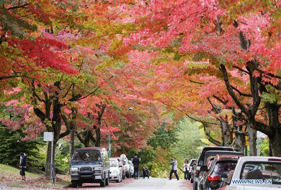 Stunning color of maple leaves in Vancouver