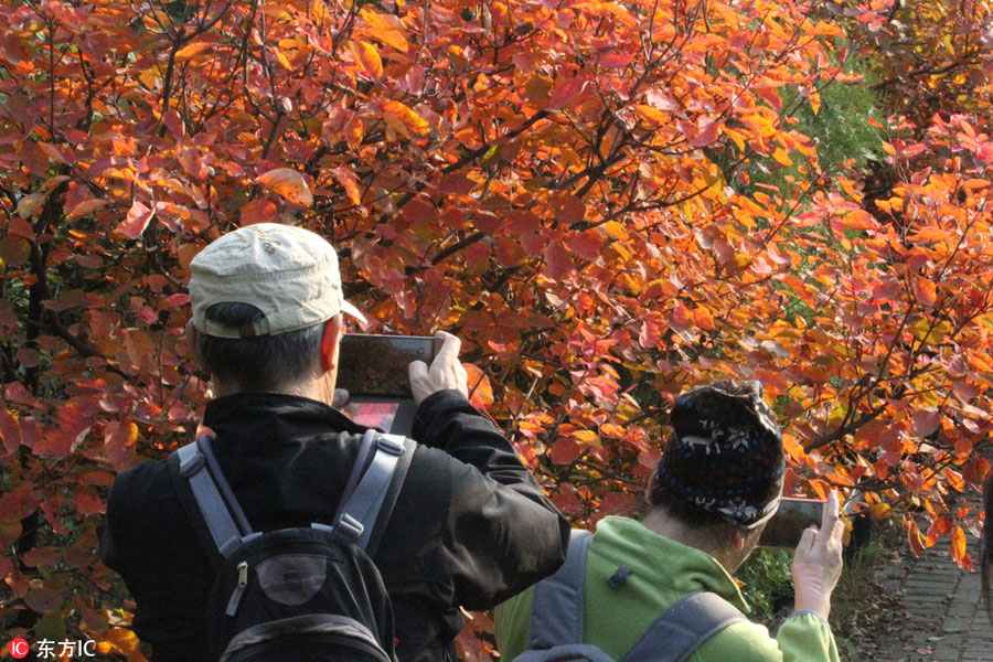 Badaling Great Wall bursting with autumn colors