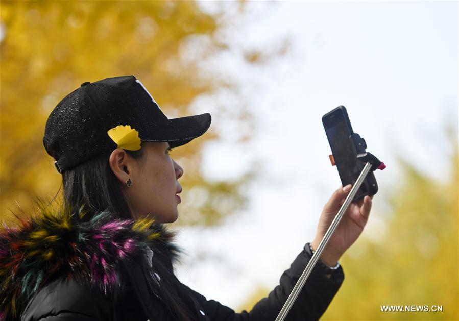 Tourists enjoy scenery of ginkgo trees in NE China