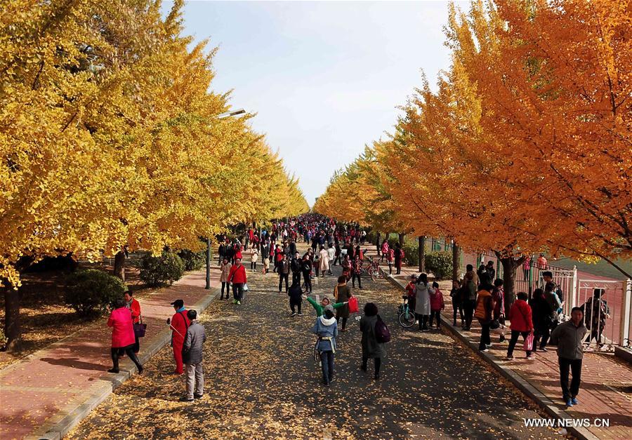 Tourists enjoy scenery of ginkgo trees in NE China