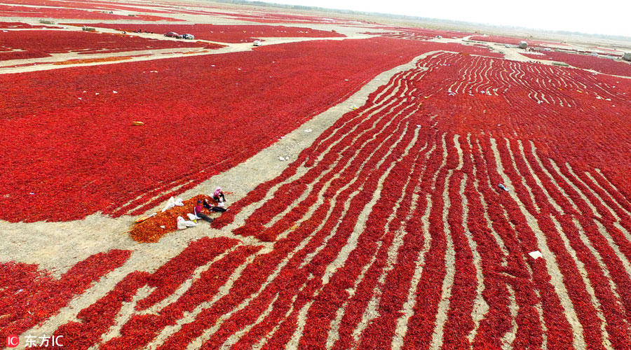 Amazing red chili peppers ocean in China's Xinjiang