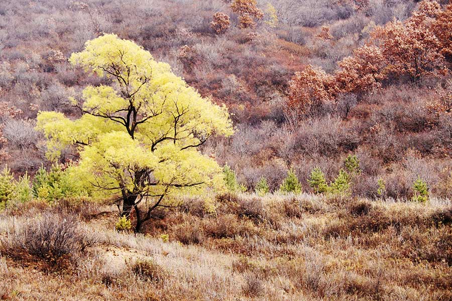 Late autumn scenery in Zhangjiankou, Hebei pr