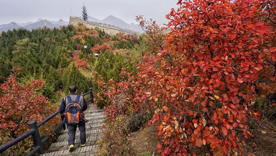 Badaling Great Wall dyed red with autumn leaves