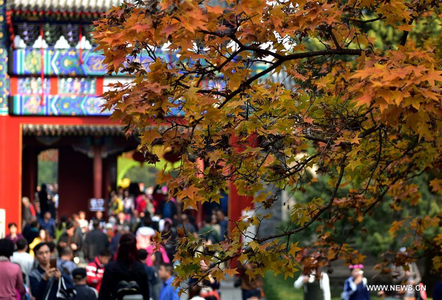 Red leaves enrich autumn palette of Fragrant Hills Park in Beijing