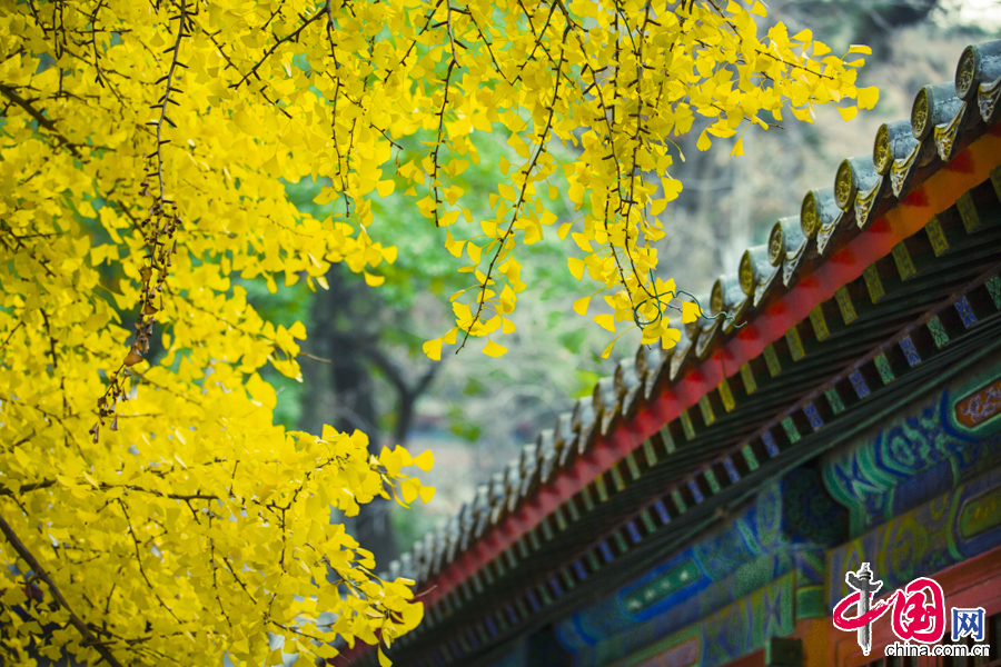 Golden gingko leaves in Dajue Temple