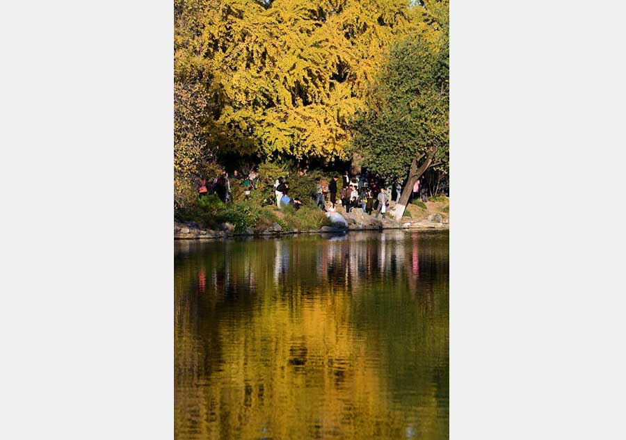 People enjoy autumn scenery in Peking University