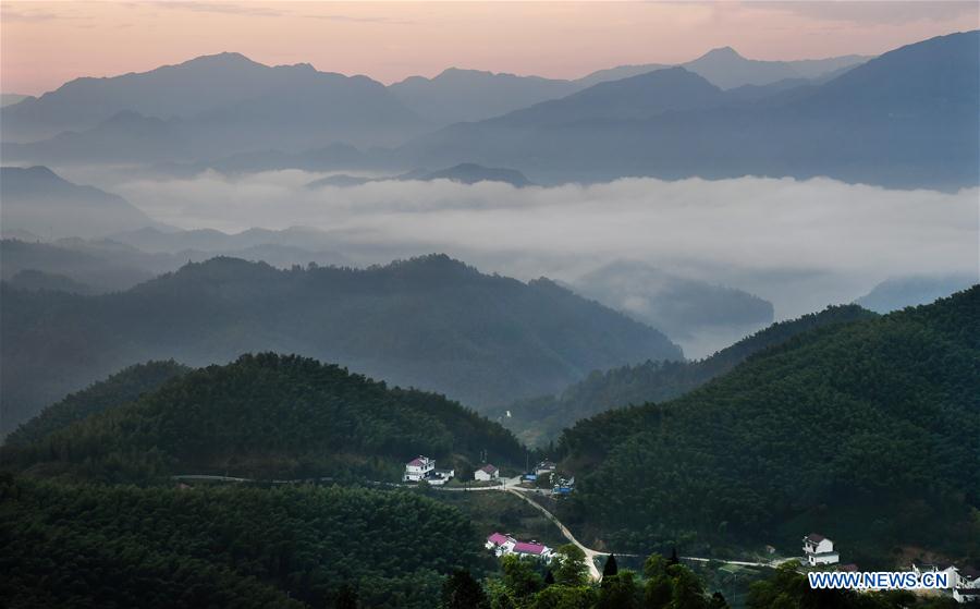 Scenery of bamboos forest, sea of clouds in China's Anhui