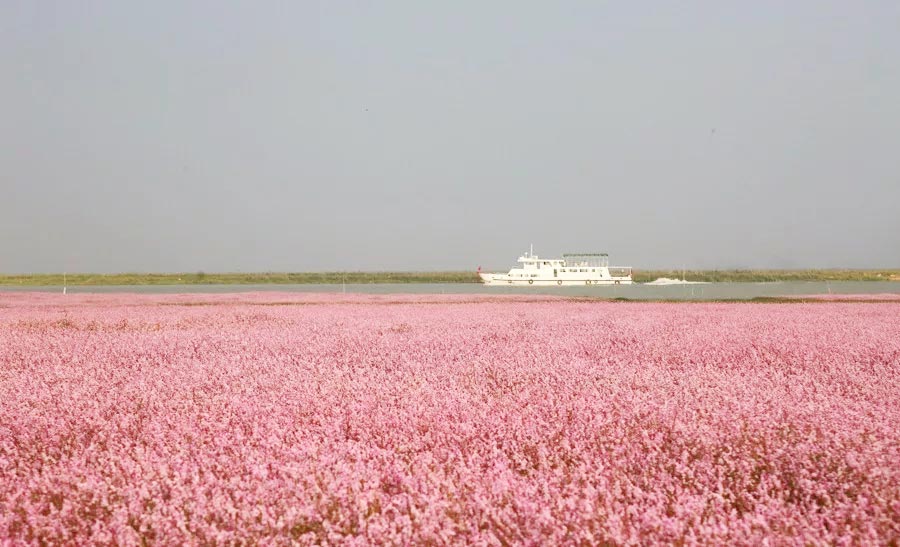 Sea of blossoms in Poyang Lake, E China