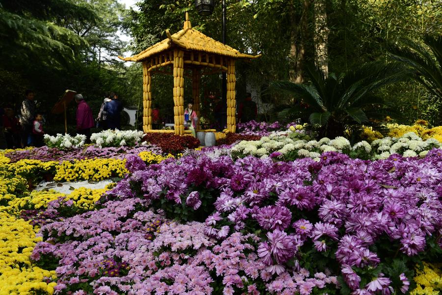 Blooming chrysanthemum displayed in E China's Baotu Spring Park