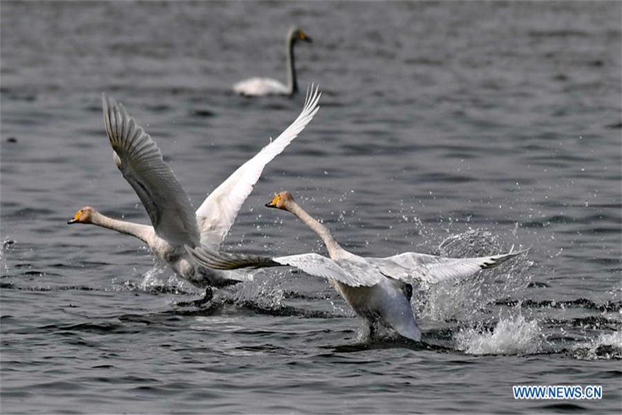 Whooper swans fly to spend winter in China's Shanxi