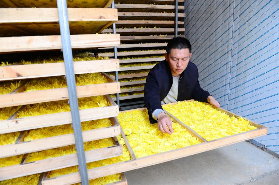 Chrysanthemums cultivation benefits local economy in China's Hebei