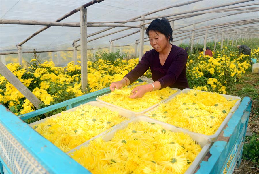 Chrysanthemums cultivation benefits local economy in China's Hebei