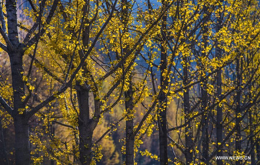 Autumn scenery of Shennongjia Forestry District in Hubei